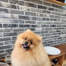 현풍동물병원 이미지