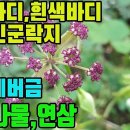 바디나물(자화전호,전호)―인삼에 버금가는 약재! 암치료와예방,혈액정화,조혈,허약체질,빈혈,당뇨,고혈압,고지혈증,부인병,통증,기관지염,관 이미지