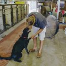 도그-in 하우스 이미지