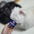 젤라띠젤라띠 스타필드 하남점(Gelati Gelati) | 젤라또 전문점 <젤라띠젤라띠 스타필드하남점> 내돈내산 후기
