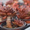 ICHEON82 네이버블로그