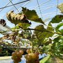 성의농장 2 이미지