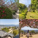 한산일주로가로수 | 4월 해외여행 추천 마쓰야마 여행 마쓰야마성 겹벚꽃