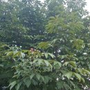 해밀예당2로 이미지