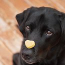 청춘애견 계룡점 이미지