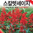 버즈아이 스칼렛세이지 2 이미지