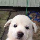 귀여운 강아지 이미지