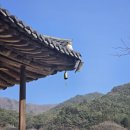 개화전기충전소 | [구례] 조용한 봄 사찰 <화엄사> 여행 홍매화 개화 현황