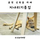 지사안하마을 | 춘천 신북읍 힐링카페 지내리기름집 추천! 직접 기름 짜고 고양이랑 쉬는 반려견동반카페