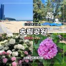 부산 여행 해운대 해수욕장 송림공원 실시간 수국개화 상황 동백섬 산책 솔직후기
