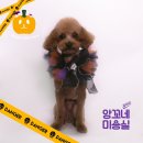 앙꼬네 미용실 | 내돈내산) 반려견 미용실 추천 - 앙꼬네 강아지 미용실 (예약, 가격 및 솔직후기)