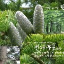 전나무 Abies holophylla Maxim. 이미지