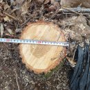 은평-049 이미지