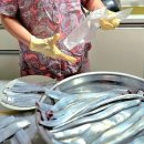 고현낚시터 | 해금강 갈치낚시 (1)