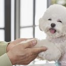 대전종합 동물병원 이미지