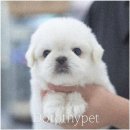 부산 강아지분양 도로시펫 이미지