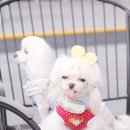 쁘띠몽몽 이미지