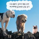여정 | 디즈니플러스 강아지 영화 추천 머나먼여정 줄거리와 감동 후기