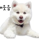 부산애견대학 이미지