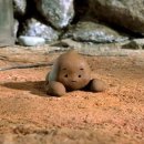 강아지 똥 이미지