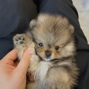 천안 강아지분양 고양이분양 파밀리에드마스코타 신불당본점 | 천안강아지분양 세이블포메 분양후기