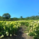 상원농원 | 속초 영랑호 볼거리 수국축제 영랑호수윗길 속초수목농원 사진찍기좋은곳