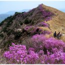 제21회 일산 산오름 산악회 정기산행 창녕 화왕산&amp;관룡산 진달래꽃 산행(756m) 이미지