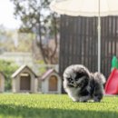 퍼피블랑 이미지