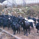 김용선 농장 이미지