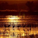 Bosque del Apache National Wild Life Refuge in Socorro County, New Mexico 이미지