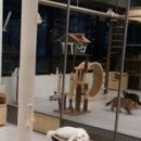 고양이카페38.5 이미지