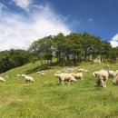 전일목장 이미지