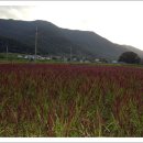 쇠똥구리 마을 이미지