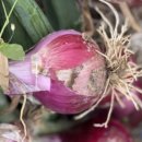 산직농장 이미지