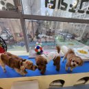 도그노리터 이미지