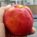 복숭아PC 이미지