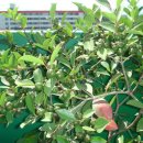 미니농장 이미지