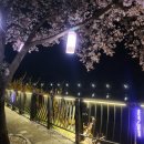 단양군보건의료원 | 제4회 단양강 벚꽃 야경투어 방문후기