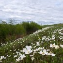 바람꽃속(바이칼바람꽃: Anemone glabrata (Maxim.) Juz.) 이미지