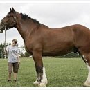 포우농장 이미지