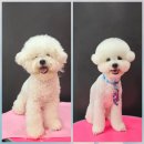 시루 반려견 미용 이미지