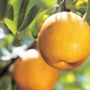 덕천농장 이미지