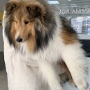 조아동물병원 이미지