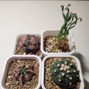 어텀 | 귀여운 선인장 인터넷 쇼핑몰 추천 어텀플랜트 후기!!