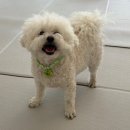 멍멍그루밍 이미지