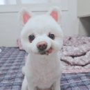 아 귀찮으니까 강아지나 보실래요? (펫프렌즈 심쿵펫페어 쇼핑 후기)
