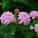 (오늘의 꽃) 란타나(Lantana) 이미지