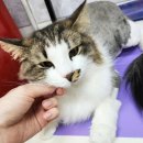 고양이 무마취미용 네발바닥 네이버블로그