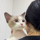 부산고양이미용&호텔 무냥무냥 대연점 이미지