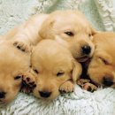 예쁜강아지 이미지